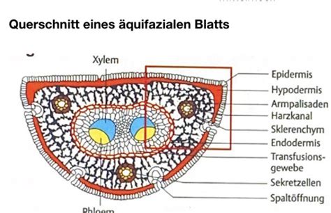 Grundlagen Botanik Karteikarten Quizlet