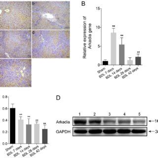 Ccl Induced Hepatic Fibrosis In Rats Following Ccl Injection Rats