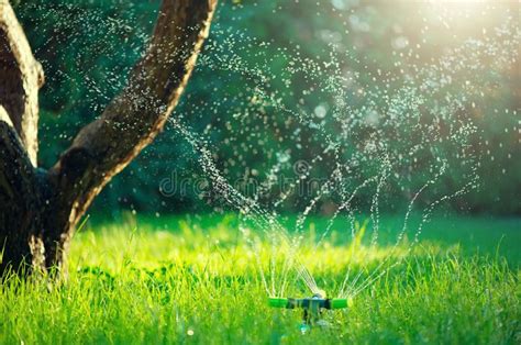 Automatic Sprinkler Watering The Plants Stock Photo Image Of Irrigate