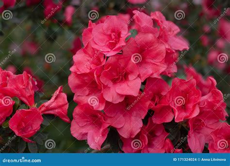 Red Azaleas During Flowering Against The Background Of Bushes Close Up