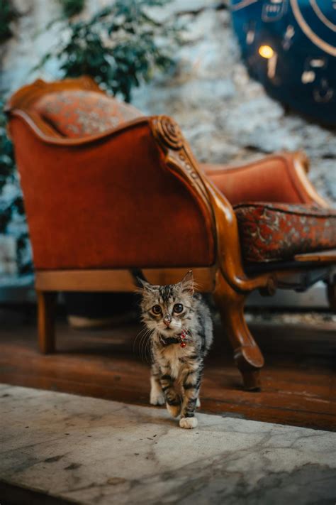 Adorable Fluffy Tabby Cat · Free Stock Photo