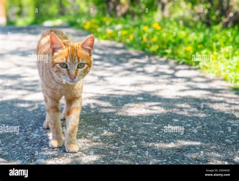 Orange Tabby Cat Stock Photo Alamy