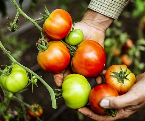 How To Fertilize Tomatoes Expert Tips For A Bumper Harvest Homes