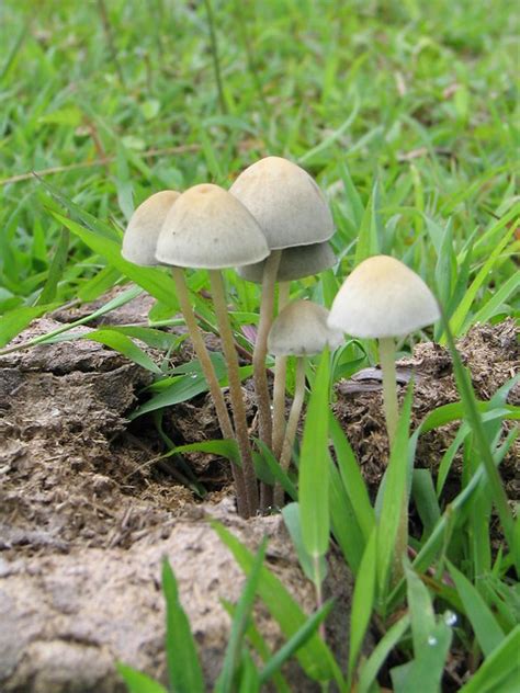 Mushrooms Growing In Cow Dung Flickr Photo Sharing