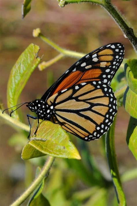 Image Libre Orange Couleur Insecte Monarque Papillon