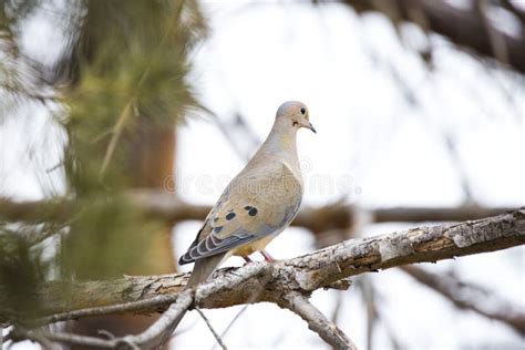 Dove Song Bird in a Tree stock image. Image of northern - 179914321