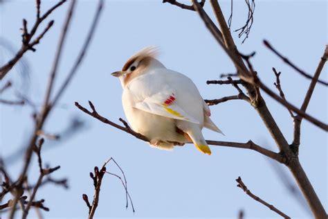 Leucistic Bohemian Waxwing Tilhi Bombycilla Garrulus Ga Flickr