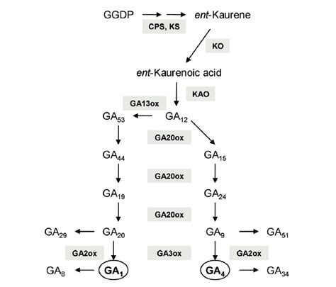 Simplified Representation Of The Ga Biosynthetic Pathway In Higher