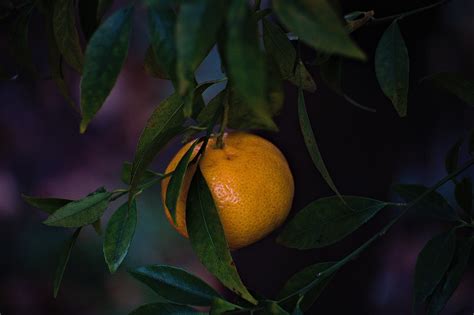 Mandarin Citrus Orange Gratis Foto P Pixabay Pixabay