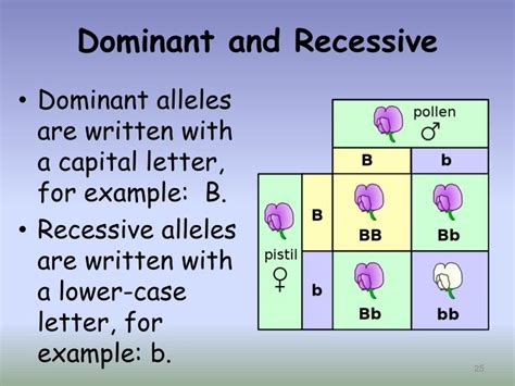 Dominant And Recessive Powerpoint And Notes