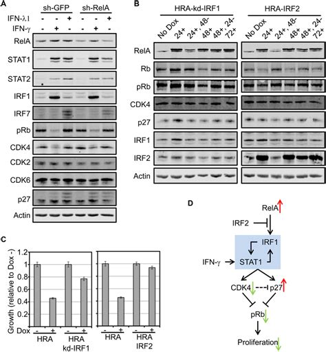 Rela And Ifn γ Converge On Irf1 To Suppress Cdk4 And Inhibit