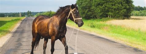 Horse and Traffic Equine Road Safety Rules in Atlanta, GA