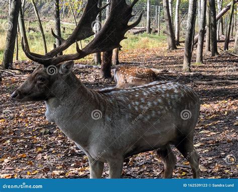 Large Male Brown Sika Deer with White Spots and Large Antlers Stock Image - Image of woods ...