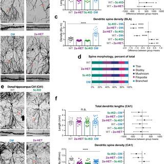 Altered Dendrite Morphology Of Kdm C Ko And Kmt A Het Was Reversed In