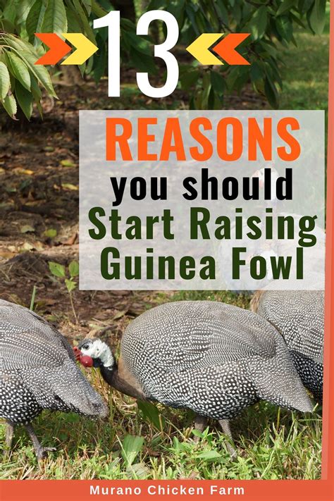 Guinea Fowl: Benefits And Drawbacks Of Keeping Them