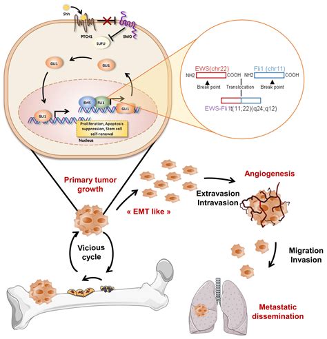 Cells Free Full Text Shh Signaling Pathway Drives Pediatric Bone