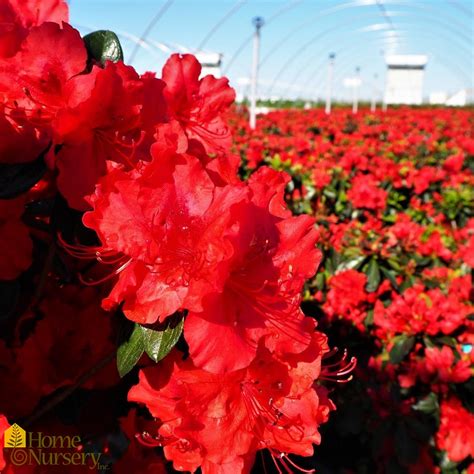 Rhododendron X Girard S Hot Shot Girard S Azalea From Home Nursery