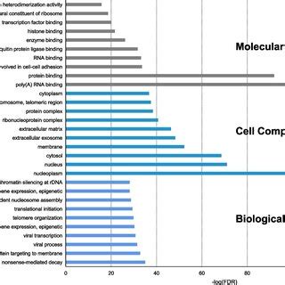 Gene Ontology Terms Of Candidate Targets Of SJC Against MI The Top 10