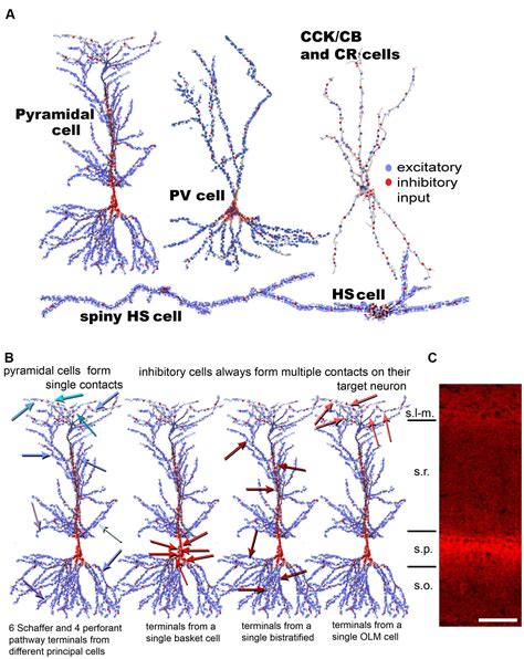 Frontiers The Effects Of Realistic Synaptic Distribution And 3D