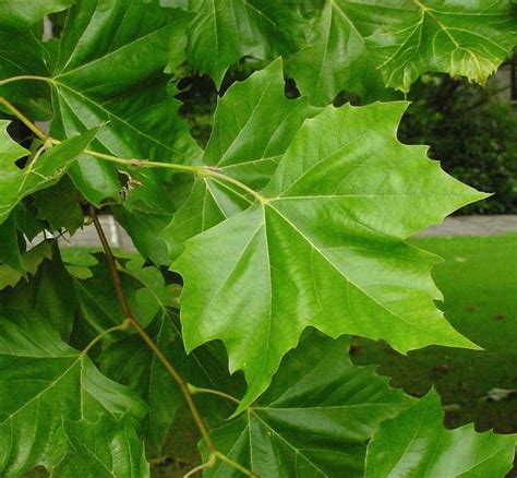 Platanus acerifolia | Erica Garden