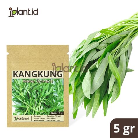 benih kangkung