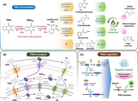 Engineering Bacterial Biocatalysts For The Degradation Of Phthalic Acid