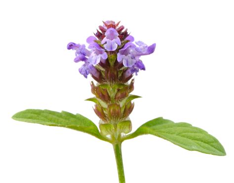 The Self Heal Herb