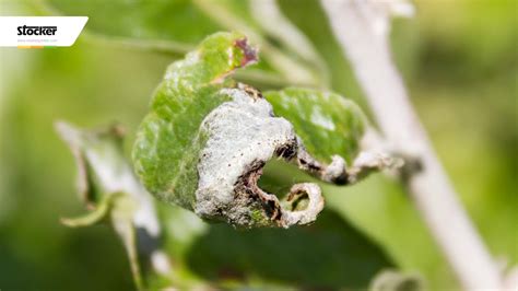 MAL BIANCO Trattamenti Biologici Guida Con Consigli Dal