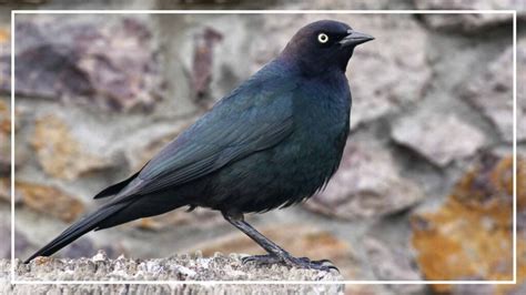 Brewer S Blackbird Vs Grackle 7 Key Differences