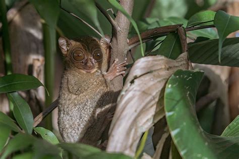 Kearifan Komunitas Adat Menjaga Hutan Dan Perubahan Iklim