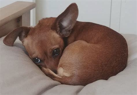 All About the Fun-size Chiweenie (Chihuahua Dachshund Mix)