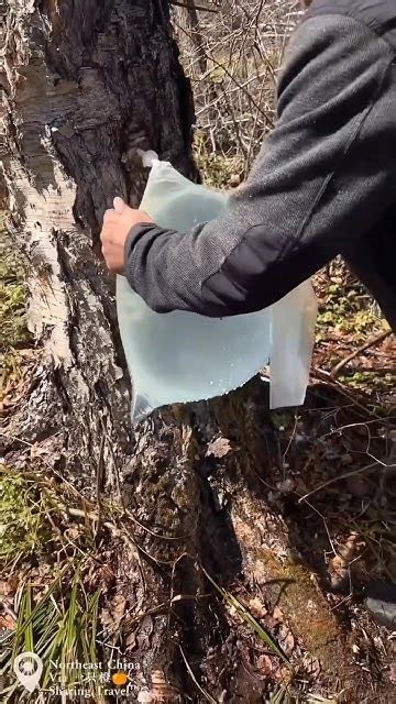 दुनिया का सबसे अजीबोगरीब पेड़😲 Worlds Strangest Tree By