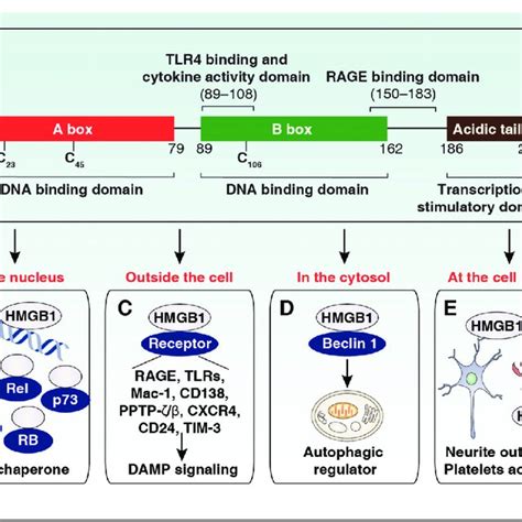 Structure And Function Of The Hmgb1 Protein A Hmgb1 Is Composed Of