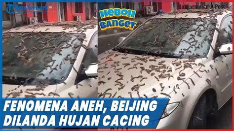 Fenomena Aneh Hujan Cacing Di Beijing Mobil Terparkir Dipenuhi Ribuan