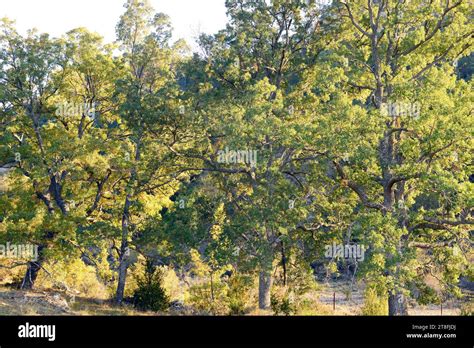 El Roble Portugués Quercus Faginea Es Un árbol Marcescente Nativo De