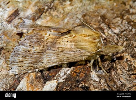 Pale prominent pterostoma palpina Banque de photographies et dimages à