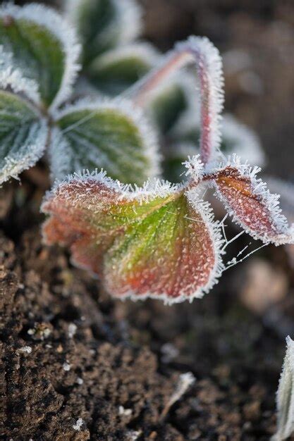 Las primeras heladas de otoño en el jardín las plantas se congelan con