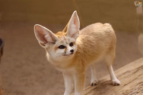 Fennec Fox Hd Wallpaper 20100 Baltana