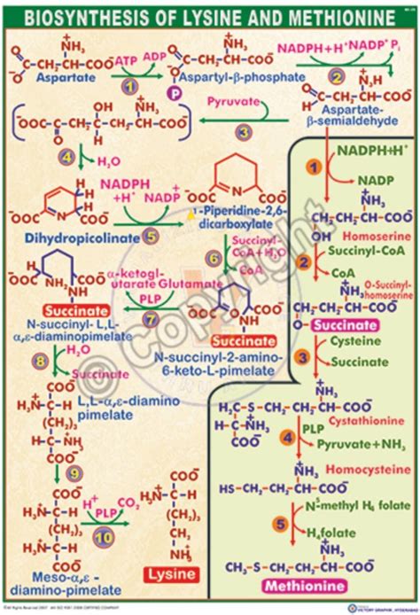 Victory Graphik | BC-26 Biosynthesis of Isoleucine Valine and Leucine ...