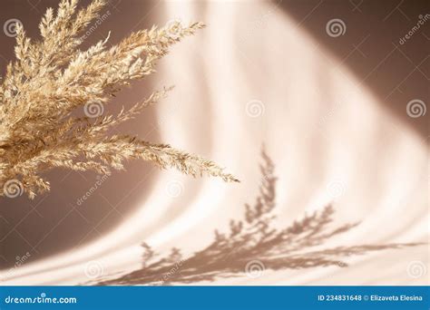 Fundo Abstrato Grama De Pampas Seca E Sombras Na Parede Bege