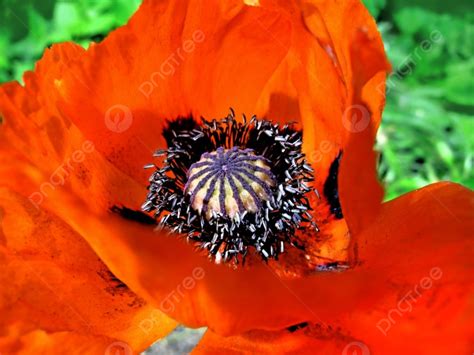 Fundo Linda Flor De Papoula Vermelha De Perto Foto E Imagem Para