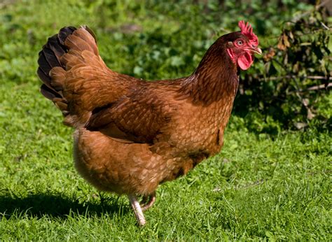 Red Chicken Breeds