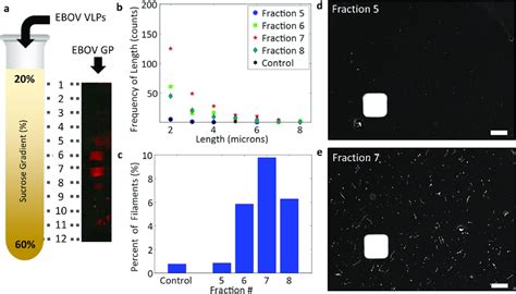 Characterization Of Sucrose Gradient Fractionated Ebov Vlps A