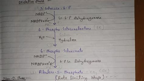 HMP Shunt Glycogenesis Glycogenolysis Glyconeogenesis Cycles With