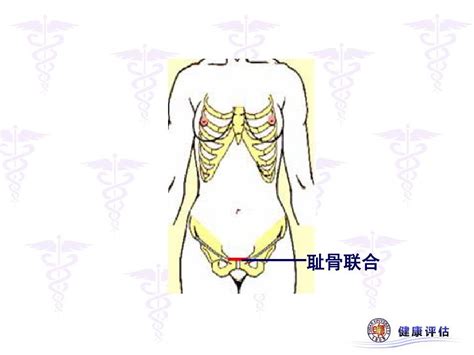 腹部评估word文档在线阅读与下载无忧文档