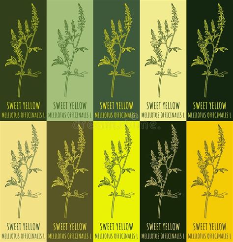 Set Of Vector Drawing Of Sweet Yellow In Various Colors Hand Drawn