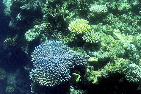 Great Barrier Reef Sees The Fragile Coral Comeback Forbes India