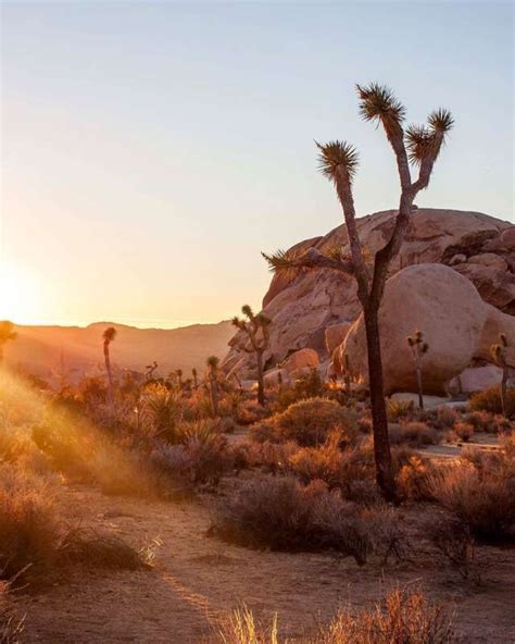 The Perfect Itinerary Joshua Tree In One Day Artofit