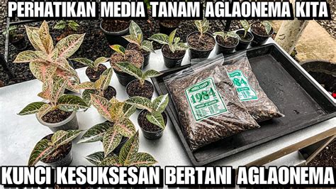 WAKTU YANG TEPAT UNTUK GANTI MEDIA TANAM AGLAONEMA YouTube