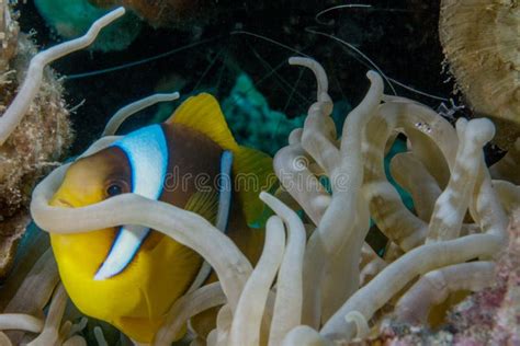 Clown Fish In The Red Sea Reef In Eilat Stock Image Image Of